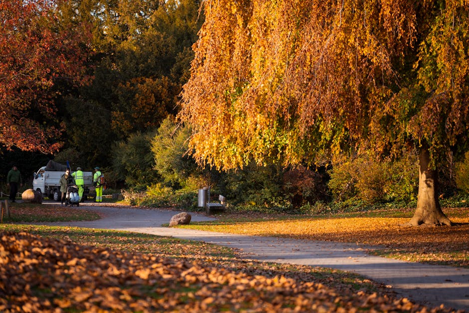 A scene in a park during autumn featuring a large deciduous tree with vibrant orange and yellow foliage dominating the right side of the image, with its branches and dense leaves extending downward. In the background, there are several smaller trees displaying similar fall colors, creating a warm, natural setting. On the left side, a small group of workers, some wearing high-visibility jackets and helmets, stand near a white flatbed truck parked on a paved path. The individuals appear to be engaged in a task related to waste or rubbish collection, with a large black bag and some equipment visible nearby. The scene is illuminated by natural sunlight, casting soft shadows and enhancing the rich autumn hues of the leaves. In the foreground, fallen leaves are scattered across the ground and along the edges of the path, which curves gently into the distance. The environment suggests an organized outdoor area, possibly a public park or green space, where waste management or clearance activities are taking place under proper conditions, consistent with private rubbish collection services like Waste Removal Colliers Wood supporting local waste handling during seasonal cleanup operations.